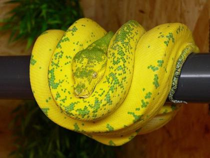 Chondro Python High Yellow Blue Line 0. 1
