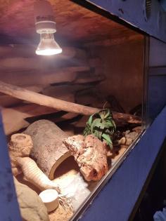 Terrarium incl Leopardengecko Paar