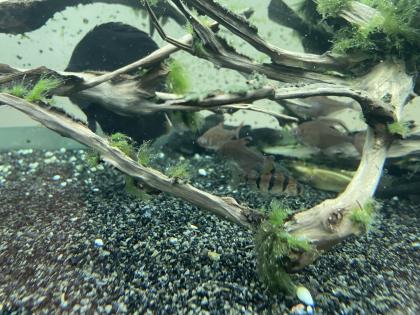 Diskusfische / Aquariumauflösung