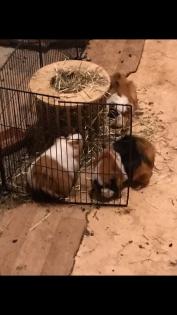 Vier meerschweine abzugeben
