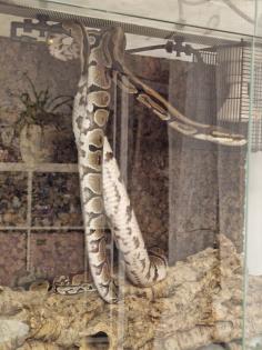 Königsphytons Weibchen und Männchen