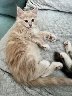 Norwegische Waldkatze- reinrassig möchten bald umziehen