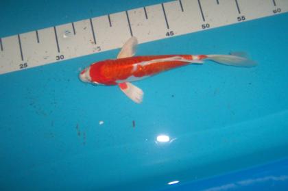 Butterfly Koi, Koi Angebote in High Quality vom Koi-Center Schafflund