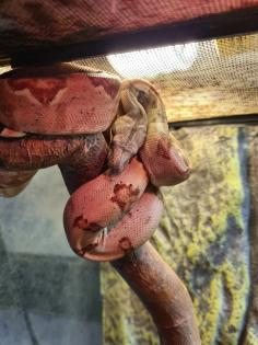 Boa constrictor imperator