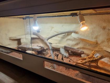 2 Zwergbartargamen inklusive Terrarium