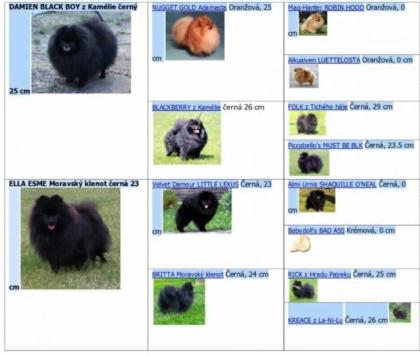 Welpen Deutsche Zwergspitz / Pomeranian