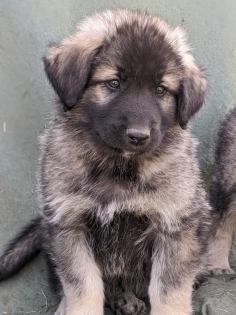 Sarplaninac, Welpen, Herdenschutzhund
