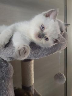 BKH Kitten Britisch Kurzhaar