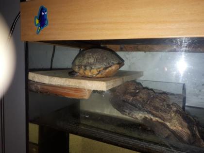 Verkaufe Rotwangenklappschildkröte mit Becken und viel Zubehör
