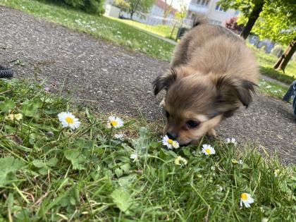 Chihuahua in Langhaar
