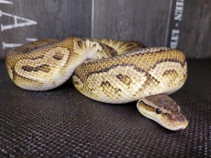 1. 0 Königspython Ballpython Black Pewter black pastel, pastel adult Python Regius