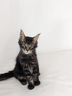Maine Coon Kitten, sofort abgabereit