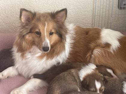Süße Sheltie Welpen suchen einen Platz zum kuscheln
