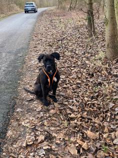 Boxer mix Hündin 1 Jahr