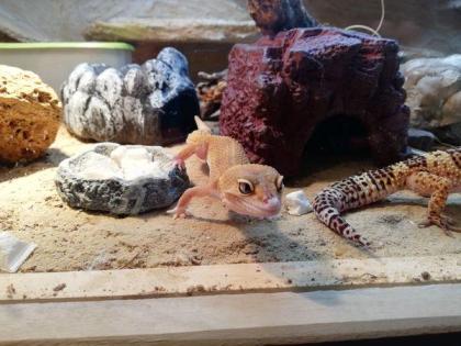 Leopardgeckos zu Verkaufen