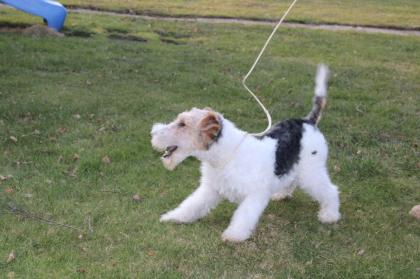 Drahthaar Foxterrier Welpe. Rüde.