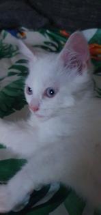 Babykatzen bkhmaincoonmix