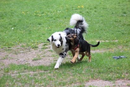 Neue Hundeschule Eberswalde -