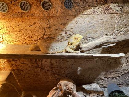 Terrarium mit 3 Bartagamen