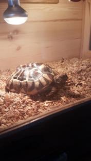 Landschildkröte sucht ein neues Zu Hause