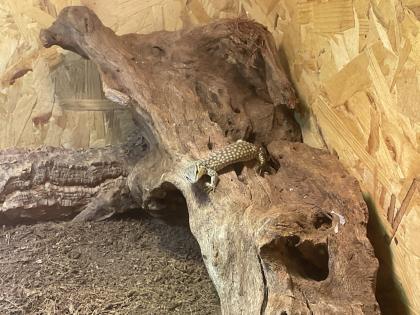 Kerngesunder Stachelschwanzwaran geschlüpft am 7. 7. 2023 zu verkaufen. Art Varanus Acanthurus