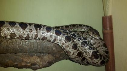 Corallus hortulanus