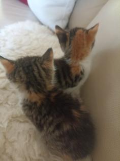 Glückskätzchen, Kleine Kätzchen, Kitten