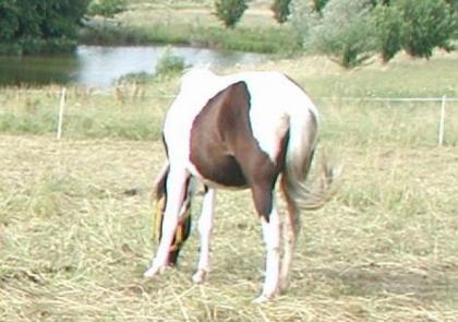 Mehrere Scheckponys