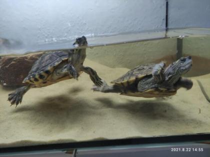 2 Wasserschildkröten zu verkaufen