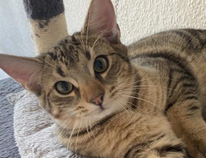 Kitten abzugeben 2 Kater