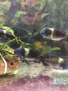 Tropheus Duboisi Maswa 5-7cm Gruppe