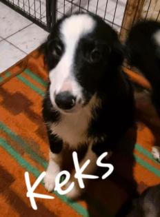 Border Collie Welpen