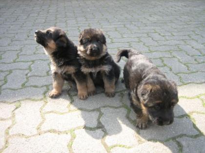 Deutscher Schäferhund