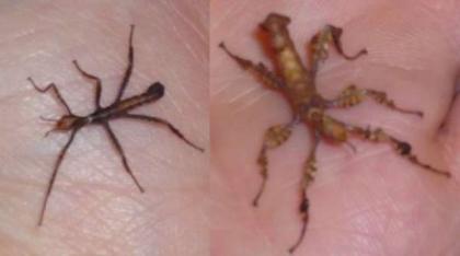 Australische Gespenstschrecke - Extatosoma tiaratum abzugeben