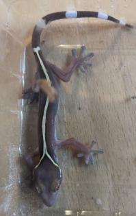 Streifengocko Gekko vittatus NZ 23/24 abzugeben