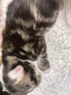 Main Coon Perser Babys