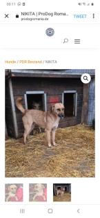 Tolle Welpen, Junghunde Hundesenioren