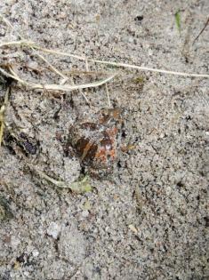 Knoblauchkröte pelobates fuscus