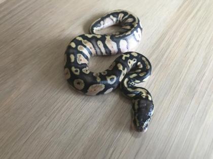 Inferno Pastel Echni Fader het piebald 9 Python regius