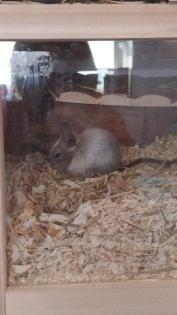 Degus 3 zu vermitteln