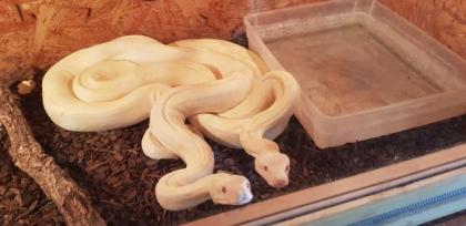 Albino Boas 1. 1 coral phase mit Terrarium und Zubehör