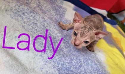 Süße Sphinx kitten