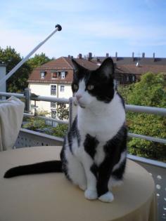 HILFE suche neue Katzenmutter/Vater für Ronja, München