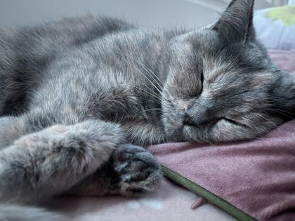 BKH Deckkater gesucht kein Verkauf