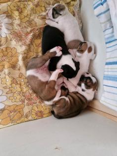 Bulldoggenmischlinge