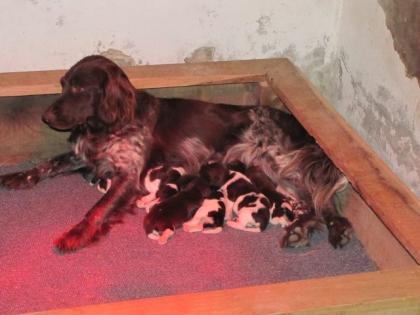 Kleine Münsterländer Welpen vom Stevertal