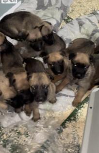 11 Süße Malinois Welpen suchen ein neues Zuhause