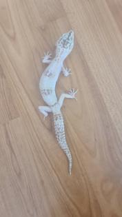 3 Leopardgecko Weibchen