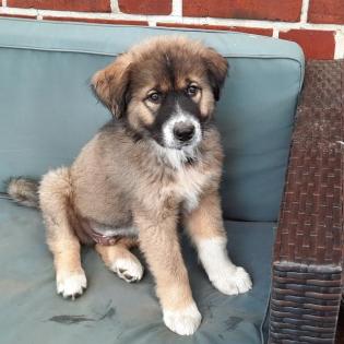 Kaukasischer Owtscharka / Schäferhund Welpe