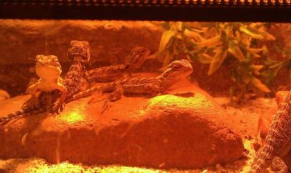 Bartagame Sehr schöne Junge Farbbartagamen abzugeben